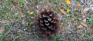 Pinecone on the ground image