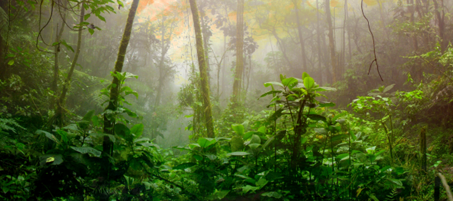 Rainforest image