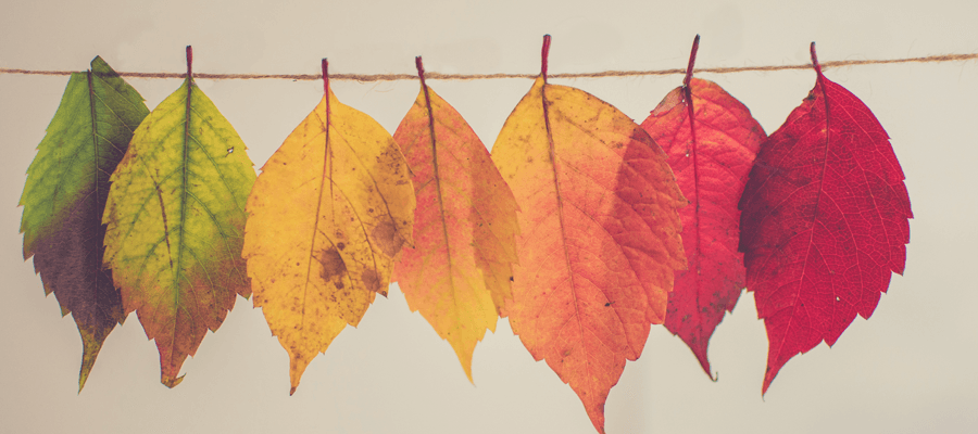 colorful leaves hanging from jute string