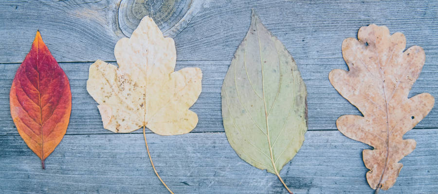 different types of leaves