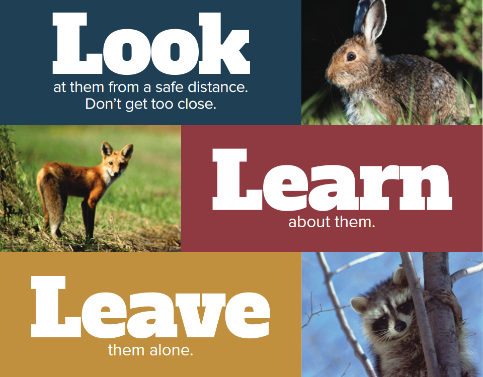 look learn leave rabies pdf