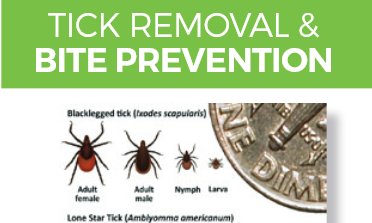 Tick Removal and Bite Prevention