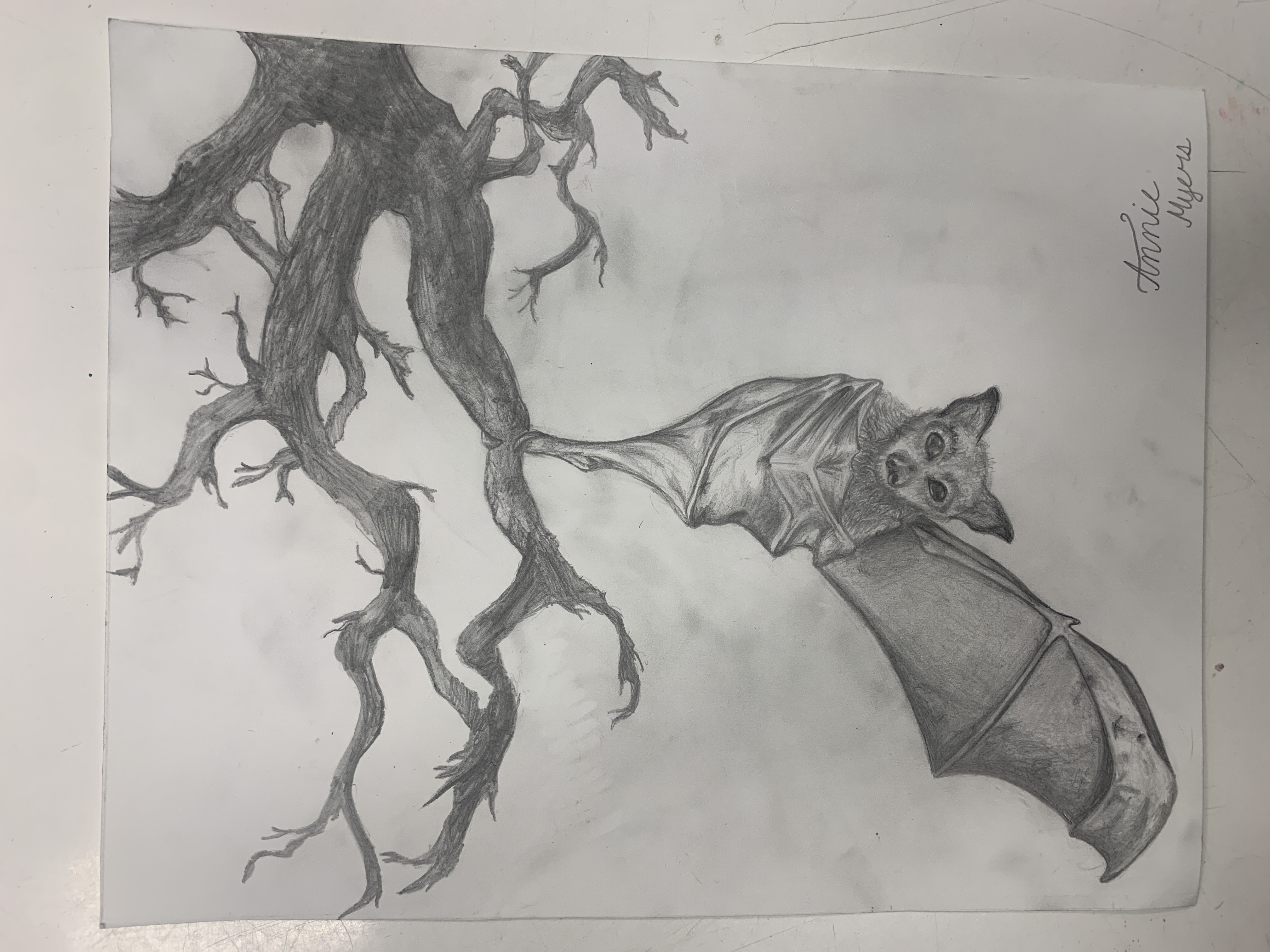 Bat Week 7th 8th grade winner