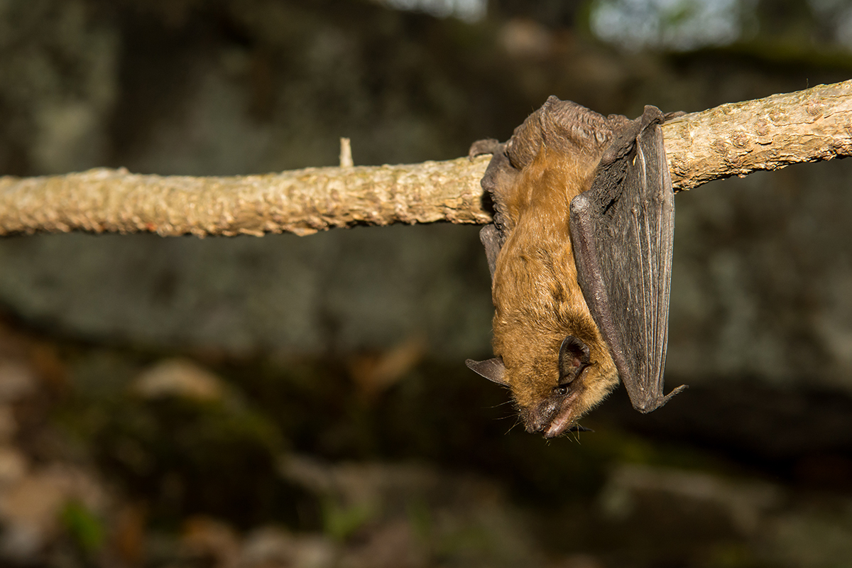 Bats are Good for Our Ecosystems Image