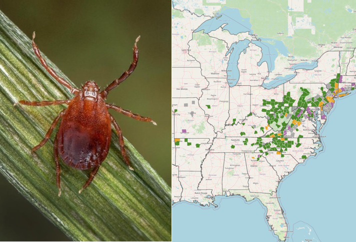 Asian Longhorned Tick