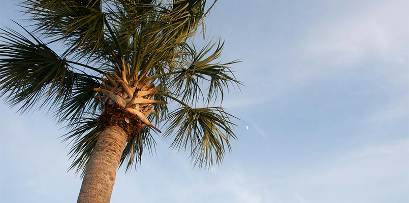 looking up at a palmetto tree with clear skies behind.