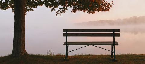 Bench sitting under a tree during sunrise