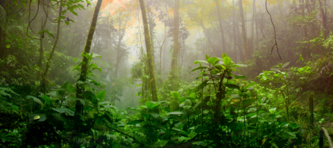 Rainforest image
