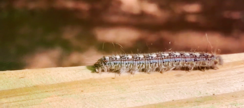 Caterpillar on branch image